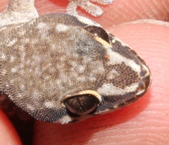 Pachydactylus geitje