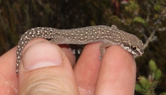 Pachydactylus geitje