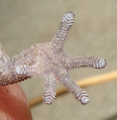 Pachydactylus geitje