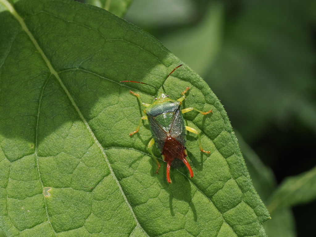 Acanthosoma forficula