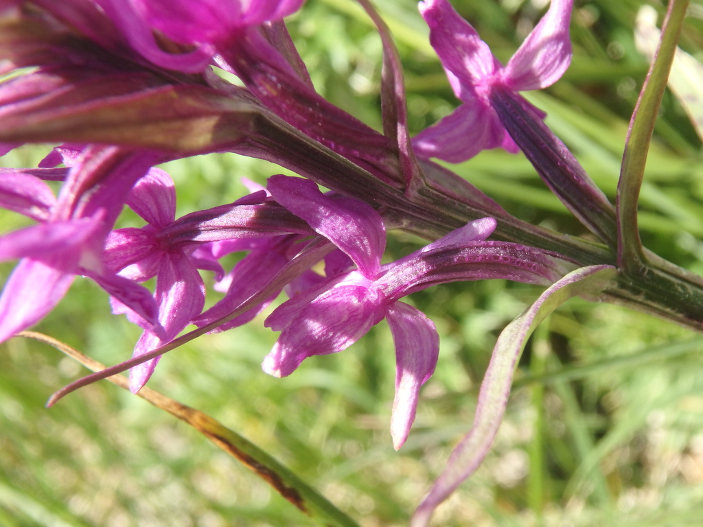 Dactylorhiza armeniaca Hedrén 3