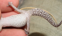 Pachydactylus geitje