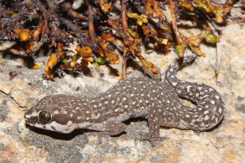 Cradock Thick-toed Gecko (Biogaps (s Afr) Pentad 3240_2020: Species ...