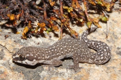 Pachydactylus geitje
