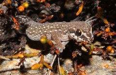 Pachydactylus geitje