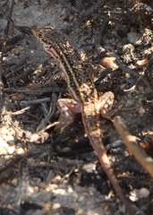 Pedioplanis lineoocellata