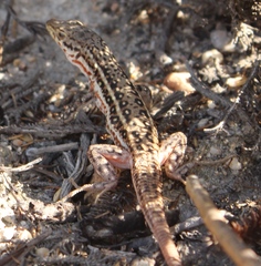 Pedioplanis lineoocellata