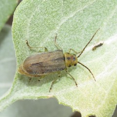 Trirhabda geminata