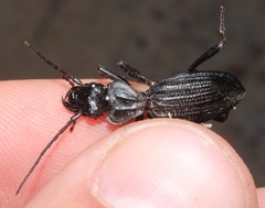 Gonogenia