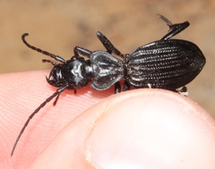 Gonogenia