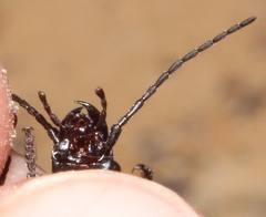Gonogenia