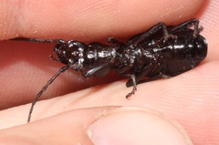 Gonogenia