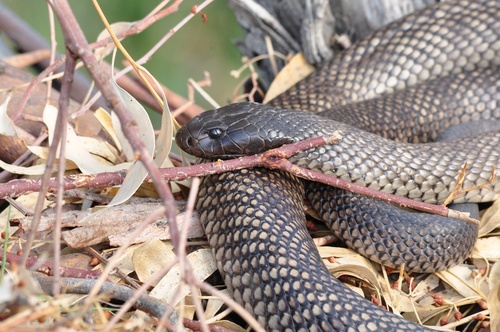 Blue-bellied Black Snake sighting
