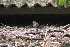 Hydropsalis cayennensis