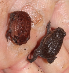 Breviceps montanus