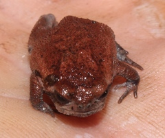 Breviceps montanus