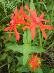 Silene fulgens