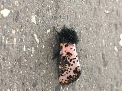 Xanthopastis moctezuma
