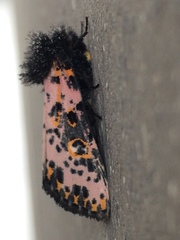 Xanthopastis moctezuma