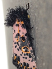 Xanthopastis moctezuma