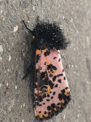 Xanthopastis moctezuma