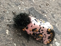 Xanthopastis moctezuma