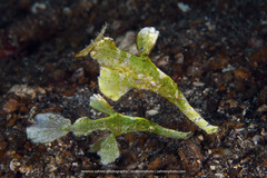 Solenostomus halimeda