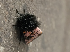 Xanthopastis moctezuma