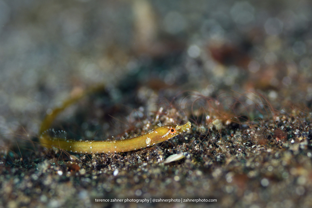 Pygmy Pipefish