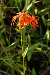 Silene wilfordii