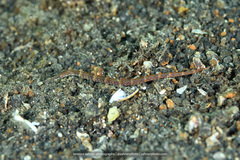 Corythoichthys ocellatus