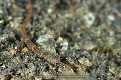 Corythoichthys ocellatus