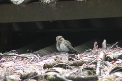 Hydropsalis cayennensis