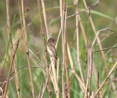 Saxicola stejnegeri