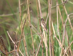 Saxicola stejnegeri