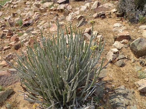 Image of Euphorbia dregeana by (c) Shaun Swanepoel, some rights reserved (CC BY)