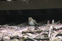 Hydropsalis cayennensis