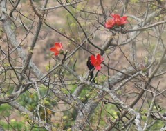 Dicrurus macrocercus