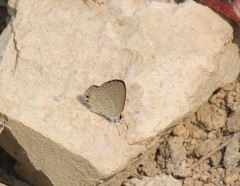 Euchrysops cnejus