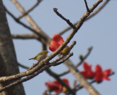 Zosterops simplex
