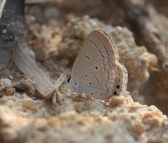 Euchrysops cnejus