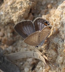 Euchrysops cnejus