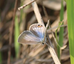 Euchrysops cnejus