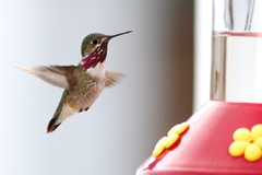 Selasphorus calliope