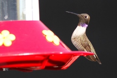 Archilochus alexandri