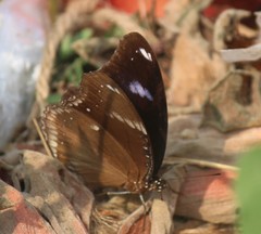 Hypolimnas bolina
