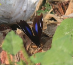Hypolimnas bolina