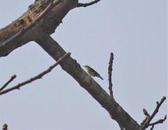 Zosterops simplex