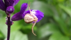 Ebrechtella pseudovatia