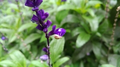 Ebrechtella pseudovatia